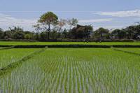 Auf den Weg nach Kirindy, Reisfelder