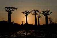 Baobab Allee und Sonnenuntergang