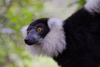 Lemuren Insel, Schwarzweißer Vari