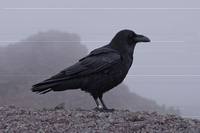 Unterwegs am El Bastón - Kolrabe | Teneriffa/La Palma 2024