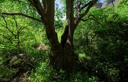 Celtis australis