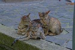 Tiflis - Katzen | Georgien 2025