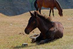 Fohlen | Georgien 2025