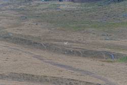 Hütehund, diesen sollte man nicht zu nahe kommen