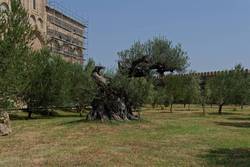 Alter Olivenbaum - Alawerdi-Kloster | Georgien 2025