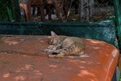 Tiflis - Katze | Georgien 2025