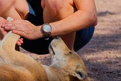 ein kurzfristiger Begleiter