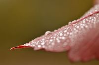 Acer rubrum `October Glory´