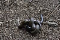 Natter mit Blindschleiche