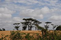 Fahrt zum Mount Kenya