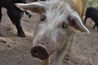 Schweinepause
