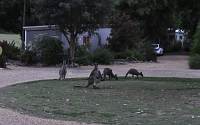 Kängurus im Halls Gap Lakeside Tourist Park
