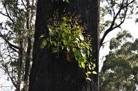 Weiter gehts zum Mount-Field-Nationalpark - Angebrannter Eucalyptus treibt wieder aus