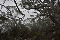 Eucalyptus Wald
