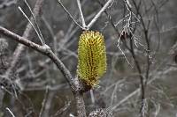 Vermutlich Banksia marginata