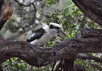 Kookaburra (Lachender Hans)