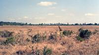 Nairobi National Park