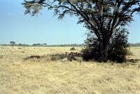 Nairobi National Park