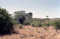 Nairobi National Park