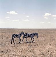 Nairobi National Park