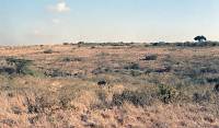 Nairobi National Park