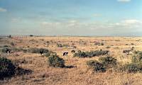 Nairobi National Park