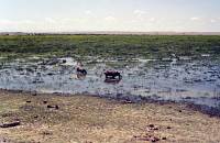 Amboseli-Nationalpark