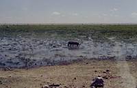 Amboseli-Nationalpark