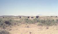 Amboseli-Nationalpark