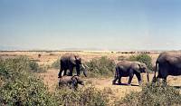 Amboseli-Nationalpark