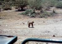 Amboseli-Nationalpark