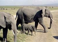 Amboseli-Nationalpark