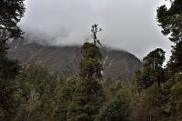 Manaslu Trek - vermutlich eine Abies spectabilis (Himalaya-Tanne)