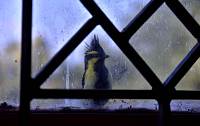 Bandipur - mir unbekannter Vogel schaut beim Fenster rein
