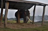 Chitwan - Militärelefant, zum Schutz des Nationalparks