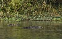 Chitwan - Schwimmen gehen wird hier eher nicht empfohlen