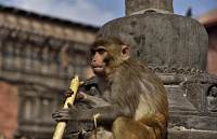 Kathmandu - Swayambhunath (Affentempel) - Affe mit Zuckerrohr